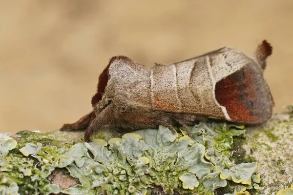 Closeup Brown Colored Chocolate Tip Moth Clostera Curtula Sitting Piece — Stok fotoğraf