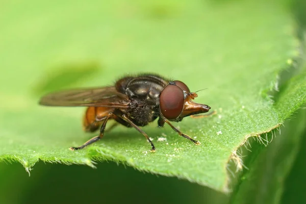 Detailed Closeup Red Colored Common Snout Fly Rhingia Campestris Sitting — Zdjęcie stockowe