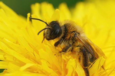 Closeup on a large, hairy female Grey-patched mining bee sitting inside a yellow dandelion flower, Taraxacum officinale