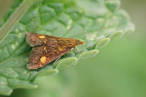 Closeup Small Colorful Minth Moth Pyrausta Aurata Sitting Green Leaf — Stockfoto