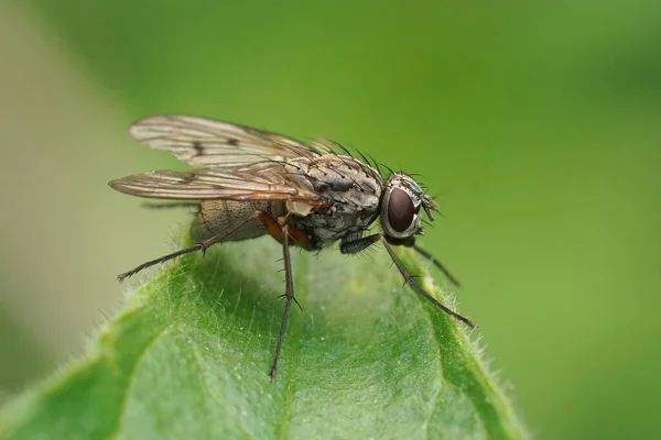 Detailed Full Body Closeup Phaonia Fuscata Fly Green Background Garden — Zdjęcie stockowe