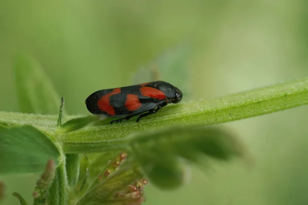 Closeup Colorful Red Black Froghopper Cercopis Vulnerata Sitting Vegetation — Photo