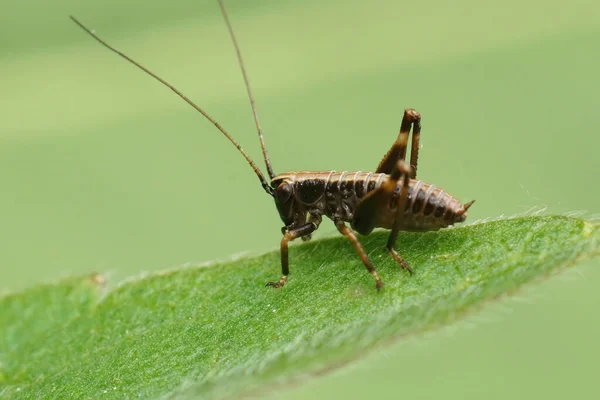 Close Bruine Nimfen Van Cricket Dark Bush Pholidoptera Griseoaptera Zittend — Stockfoto