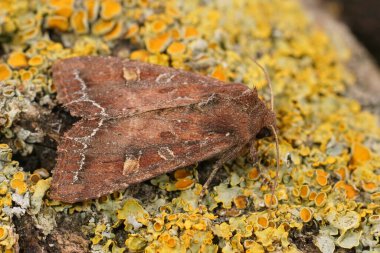 Yeni ortaya çıkmış parlak bir kahverengi göz güvesine yakın plan, Lacanobia oleracea liken kaplı ahşap bir parça üzerinde oturuyor.
