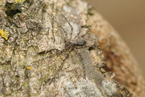 Closeup Well Camouflaged Crab Spider Philodromus Margaritatus Gey Tree Trunk — Fotografia de Stock