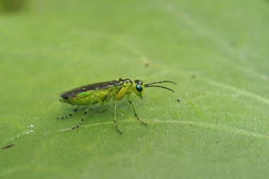 Renkli yeşil bir testere sineğine yakından bakın, Rhogogaster skaleri, bitki örtüsünde yaprak üzerinde oturuyor.