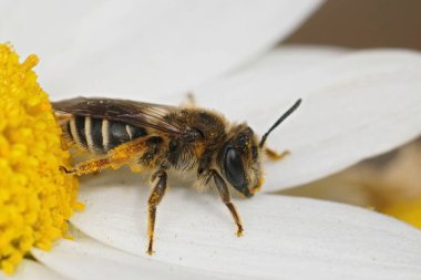 Nadiren fotoğraflanan maden arısı Andrena Albofascitata 'nın beyaz bir çiçekte oturan dişisine yakından bakın.