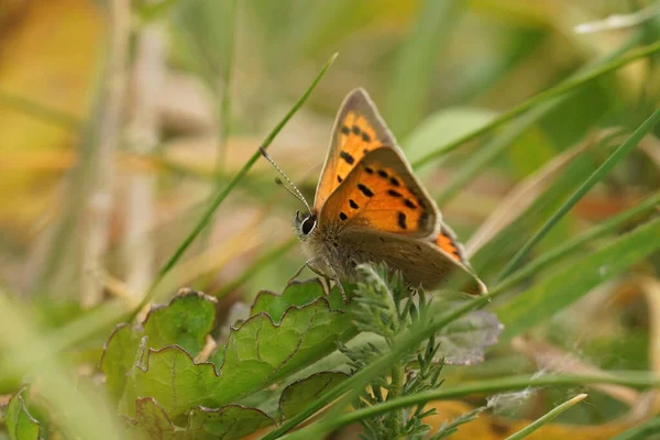 Closeup on a small cooper butterfly, Lycaena phlaeus sitting on the ground — Fotografia de Stock