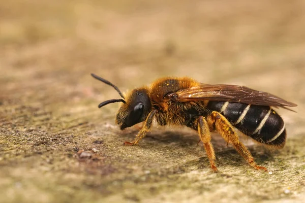 Close-up op een vrouwtje Oranje pootje bij, Halictus rubicundus zittend op een stuk hout — Stockfoto