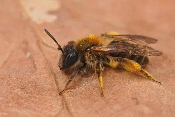 Detailní záběr na samici ohrožené rýhy čelí těžební včely, Andréna úzkostná sedí na suchém listu — Stock fotografie