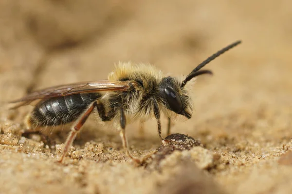 Closeup on a worn male red-tailed mining bee, Andrena haemorrhoa, sitting on the ground — Stock fotografie