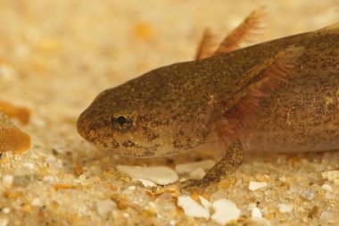 Cheju semenderi, Hynobius quelpaertensis larvalarına yakın çekim.