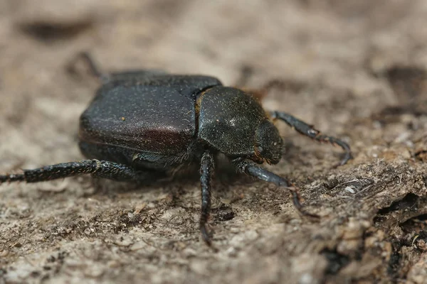 Nahaufnahme des walisischen Käfers, Hoplia philanthus auf einem Stück Holz — Stockfoto