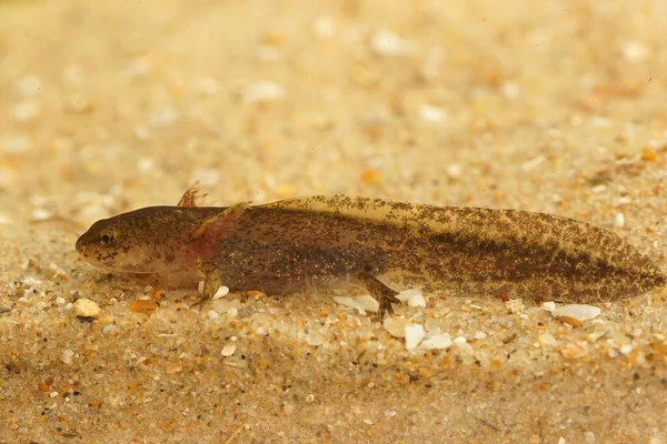 Closeup on the larvae of the Cheju salamander, Hynobius quelpaertensis — Stockfoto