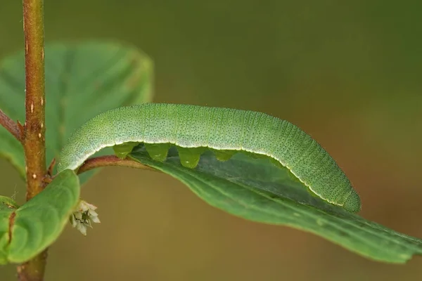 辉石蝴蝶毛虫Gonepteryx rhamni毛毛毛虫在光洁的荞属科植物上的附着 — 图库照片