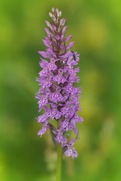 Vertical selective focus shot of the heath or moorland spotted orchid, Dactylorhiza maculata in a meadow — Stockfoto