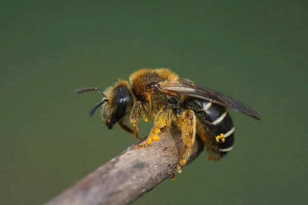 Closeup on a fresh emerged female Orange-legged furrow bee, Halictus rubicundus