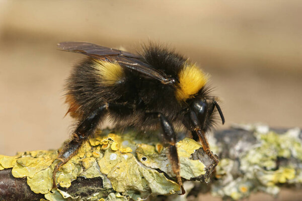 Closeup on a queen Early bumblebee, Bombus pratorum sitting on a piece of wood