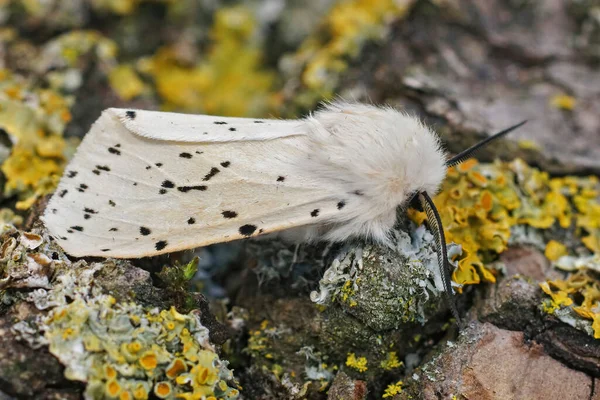 Closeup on a white ermine moth, Spilosoma lubricipeda sitting on a piece of wood — Stock Fotó