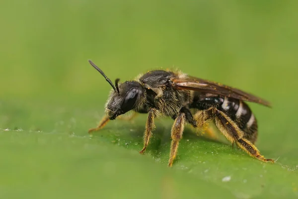 Close Een Zeldzame Bedreigde Grote Donker Gekleurde Bontbij Lasioglossum Majus — Stockfoto