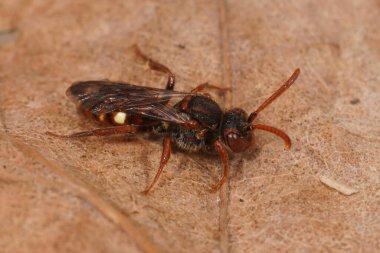Küçük renkli kırmızı bir arı üzerinde yakın çekim Ayı pençeli göçebe arı, Nomada albuguttata kurumuş bir yaprağın üzerinde oturuyor