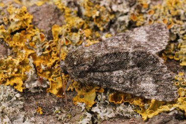 Bahçedeki bir odun parçasının üzerinde oturan, bir kavak gri güvesine yakın plan Subacronicta megacephala.