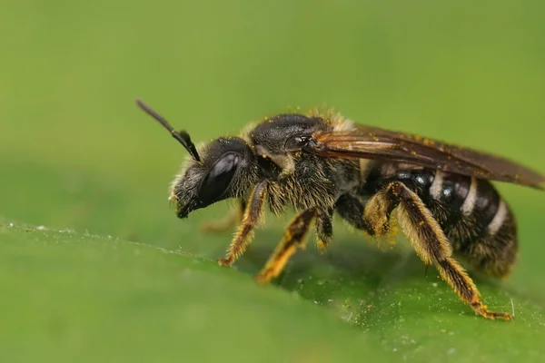 Closeup Rare Endangered Large Dark Colored Furrow Bee Lasioglossum Majus — Stockfoto