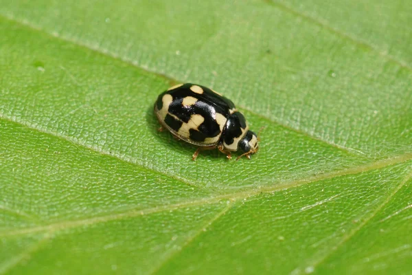 Closeup Small Fourteen Spotted Ladybird Beetle Propylea Quatuordecimpunctata Sitting Green —  Fotos de Stock