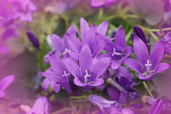 有选择性的聚焦特写集中在色彩艳丽的紫铃花 园中的坎帕努拉 — 图库照片