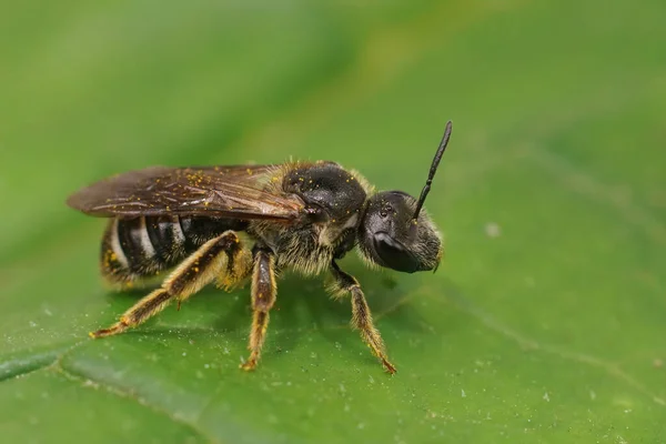 Close Een Zeldzame Bedreigde Grote Donker Gekleurde Bontbij Lasioglossum Majus — Stockfoto