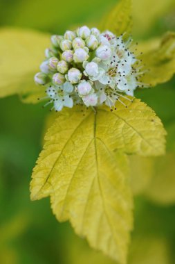 Beyaz çiçekli Kuzey Aerican dokuz kabuklu çalısı üzerinde dikey yakın plan, Physocarpus opulifolius bahçede