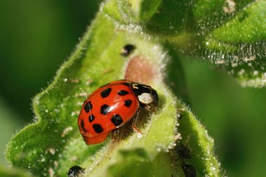 Closeup on a colorful red Asian ladybird , Harmonia axiridis , hunting for  aphids in the garden