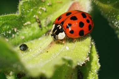 Closeup on a colorful red Asian ladybird , Harmonia axiridis , hunting for  aphids in the garden