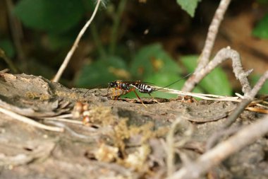 Oldukça büyük bir parazit eşekarısı olan Coleocentrus Heyecanlandırıcı 'ya yaklaşıyoruz.