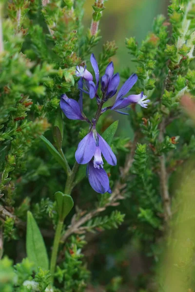 Primer Plano Vertical Una Rara Flor Silvestre Azul Brezo Lechuga — Foto de Stock