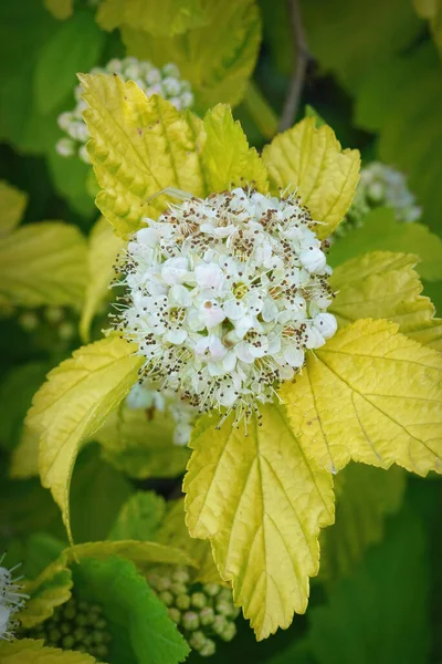 Fecho Vertical Sobre Arbusto Ninebark Norte Americano Floração Branca Physocarpus — Fotografia de Stock