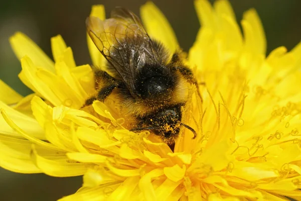Bir orman yaban arısına yakın çekim, Bombus Sylvestris, nektar içen sarı bir karahindiba, Taraxacum resmi çiçeği