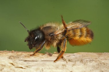 Detailed closeup on a female European red mason bee, Osmia rufa sitting on a twig in the garden