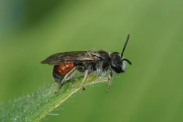 Closeup Colorful Red Girdled Mining Bee Male Andrena Labiata Sitting — Stock Photo, Image