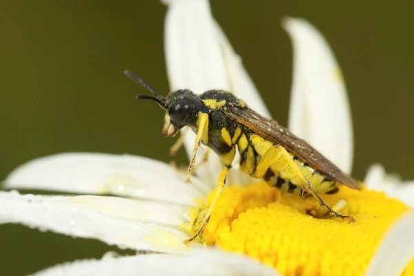 Close Sawlfy Amarelo Colorido Tenthredo Notha Sentado Cima Uma Flor — Fotografia de Stock