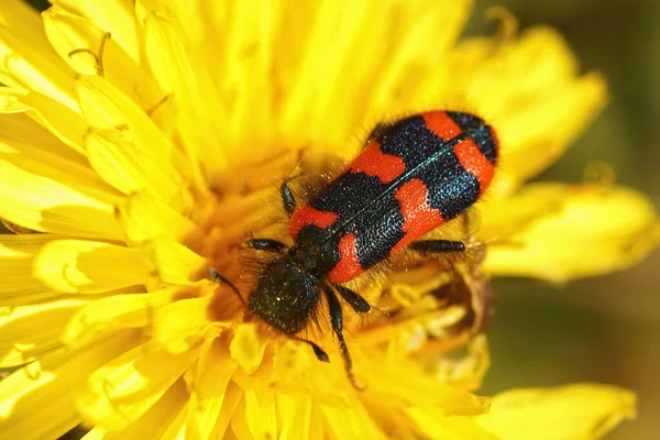 Colorful Bee Hive Beetle Trichodes Alvearius Parasites Nest Solitary Bees — Photo