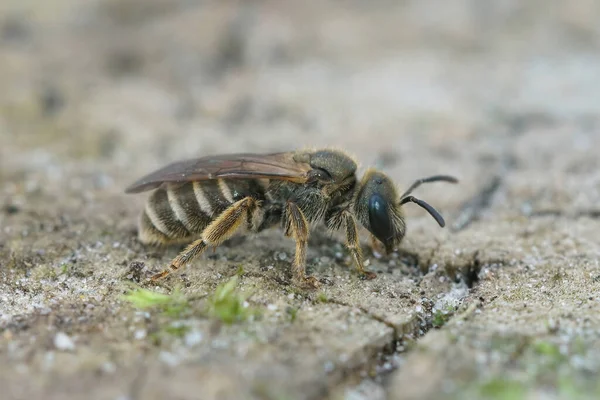 Closeup Small Female Bronze Furrow Bee Halictus Tumulorum Piece Wood — Stock Photo, Image