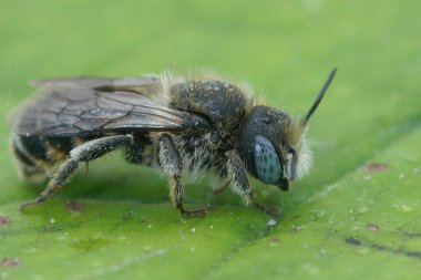 Mavi gözlü erkek, omurgalı Mason Bee, Osmia spinulosa, tarlada yeşil bir yaprak üzerinde oturuyor.