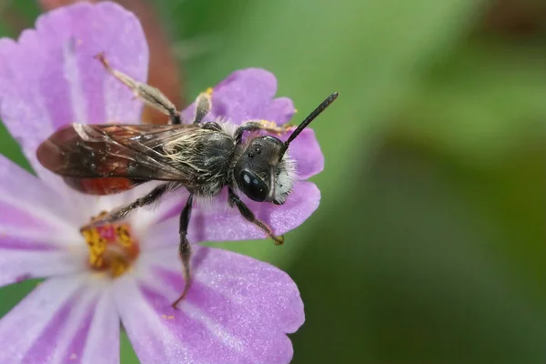 Close Macho Focinho Branco Abelha Mineira Cinta Vermelha Andrena Labiata — Fotografia de Stock