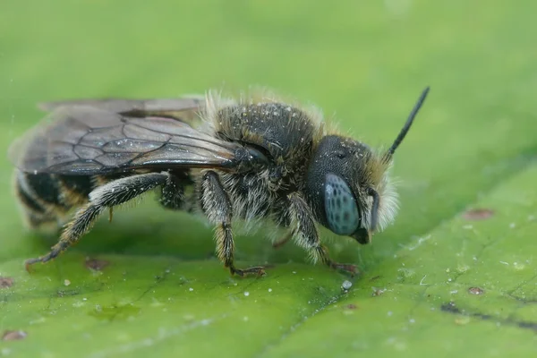 Mavi gözlü erkek, omurgalı Mason Bee, Osmia spinulosa, tarlada yeşil bir yaprak üzerinde oturuyor.