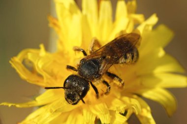 Dişi bir Boğa 'ya yakından bakın. Arı başı Lasioglossum zonulum sarı bir karahindiba, Taraxacum officinale, çiçek.