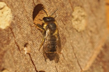 Megachile adında dişi bir yaprak kesicinin üzerine yakın plan. Bahçedeki arı otelinde yuvasının önünde poz veriyor.