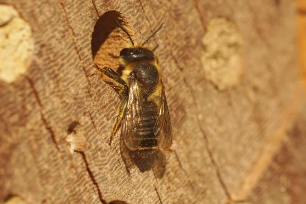 Megachile adında dişi bir yaprak kesicinin üzerine yakın plan. Bahçedeki arı otelinde yuvasının önünde poz veriyor.