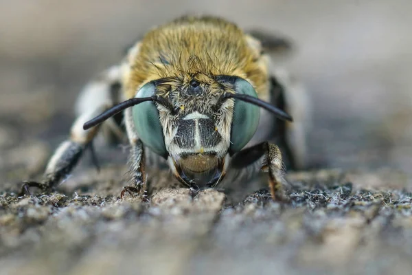 Closeup on the face of White-cheeked Banded Digger Bee ,Amegilla albigena from the Gard, France