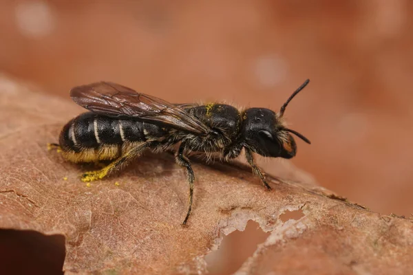 Dişi Bir Makas Arısına Yakından Bakın Chelostoma Florisomne Bahçede Kurumuş — Stok fotoğraf